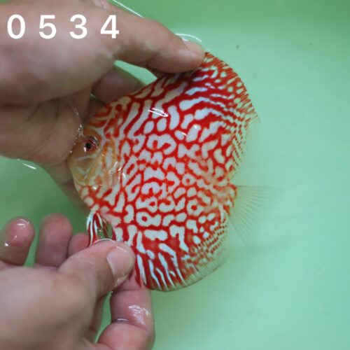 Red Jaguar 8/9cm BO