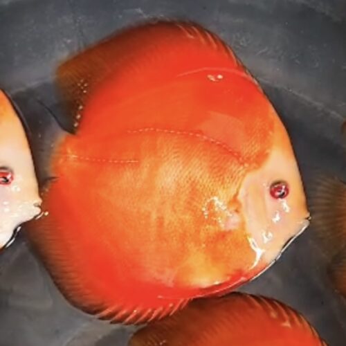 Red Golden Diamond 11/12cm BO