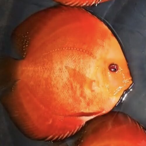 Red Golden Diamond 11/12cm BO - Image 3