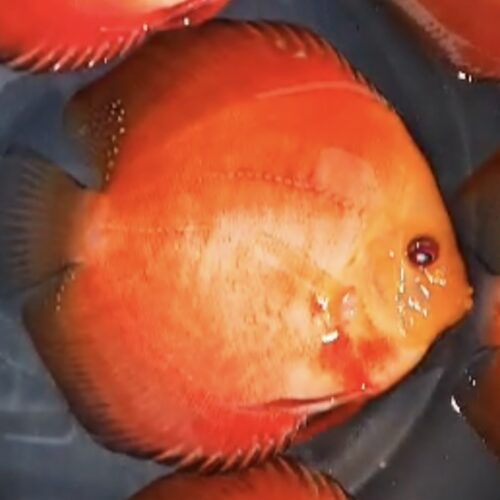 Red Golden Diamond 11/12cm BO - Image 8