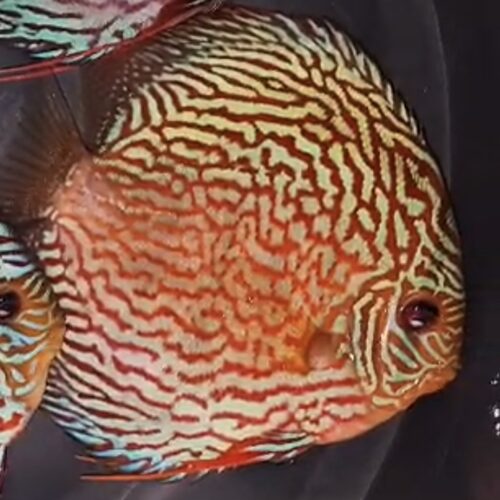 Red Turquoise 11/12cm BO
