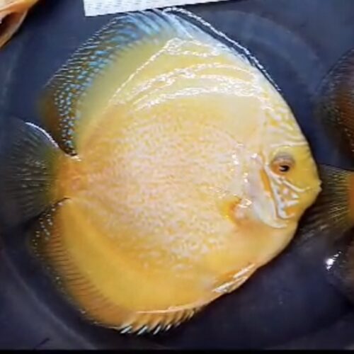 Yellow Mangis 12/13cm BO