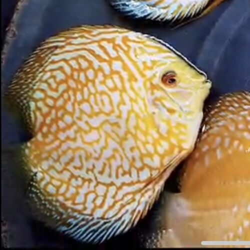 Yellow Mangis 12/13cm BO - Image 10
