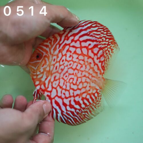Red Jaguar 10/11cm BO