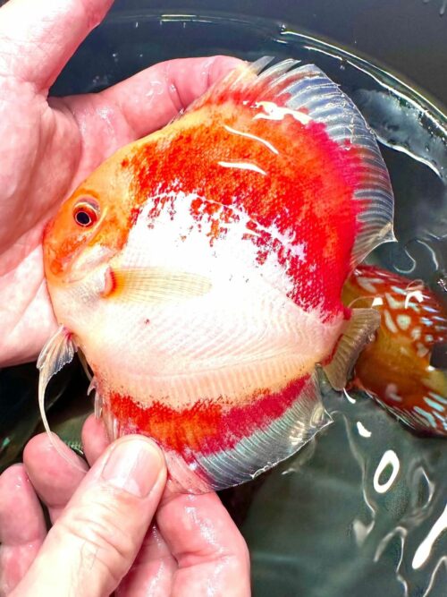 Red Devil Calico 11cm BO