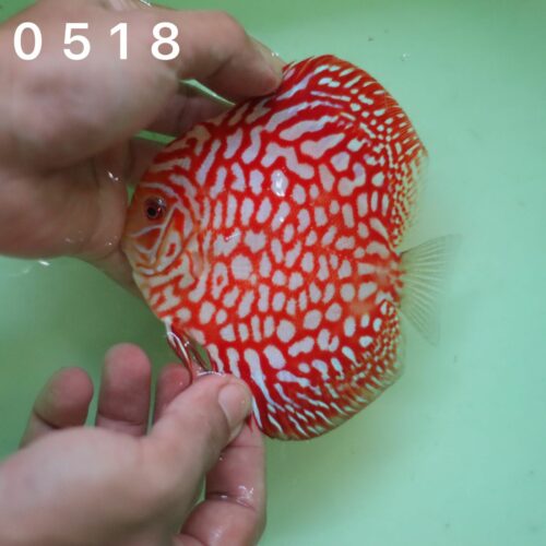 Red Jaguar 10/11cm BO - Image 3
