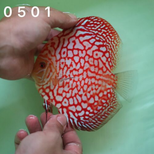 Red Jaguar 10/11cm BO - Image 4