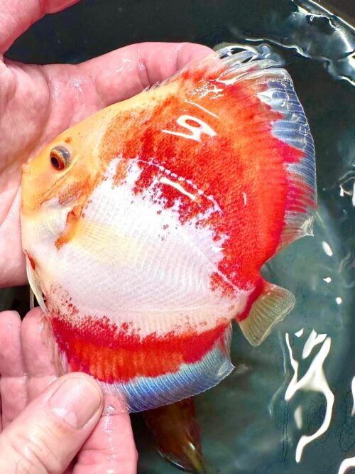 Red Devil Calico 11cm BO - Image 2