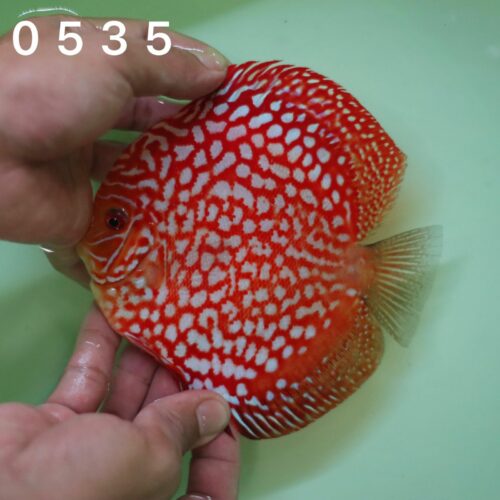 Red Pigeon Checkerboard 12/13cm BO