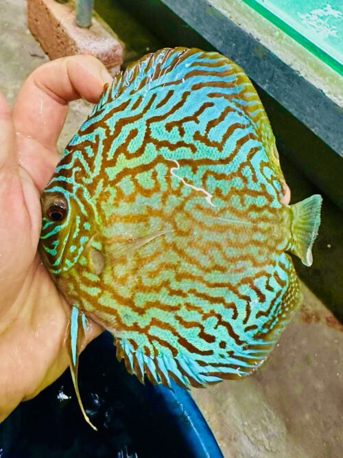 Galaxy Turquoise 11/12cm BO - Image 2