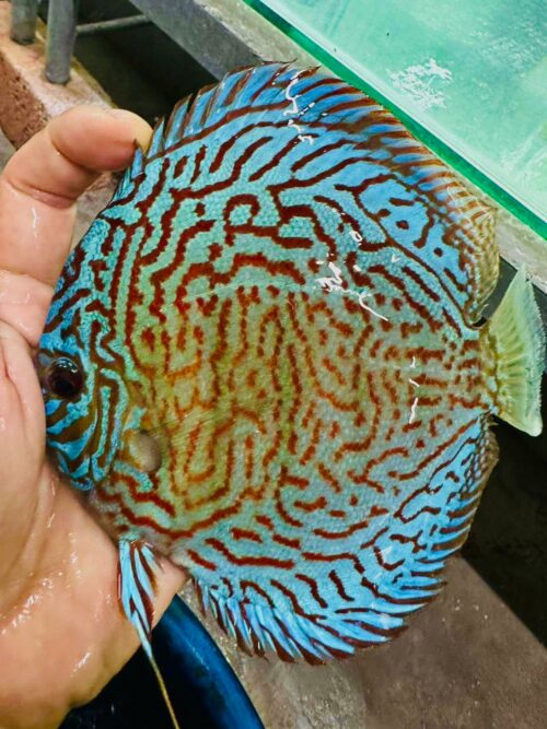 Galaxy Turquoise 11/12cm BO