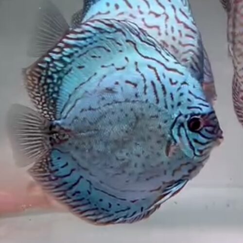 Altum Brilliant Blue 13/14cm BO