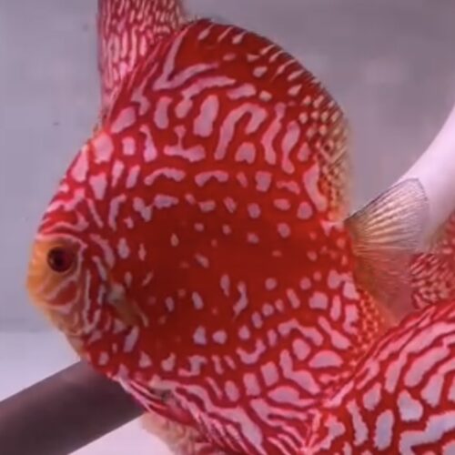 Red Eagle 12/13cm BO - Image 5