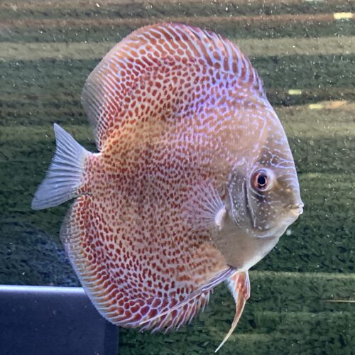 Red Ruby LSS 7/8cm BO