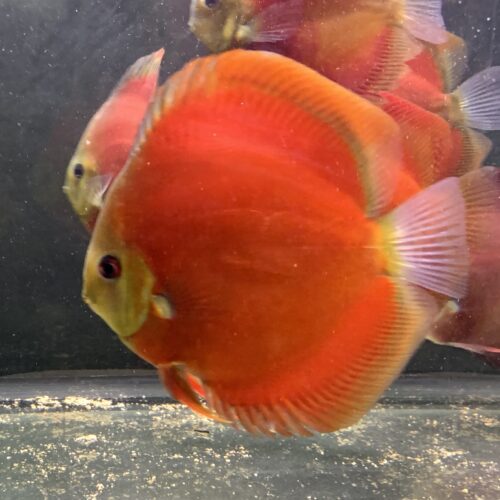 Red Cover 10/11cm BO