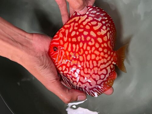 Red Panda 10/11cm BO