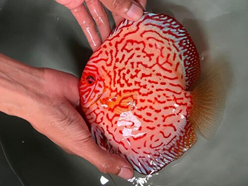Red Jaguar 13/14cm BO
