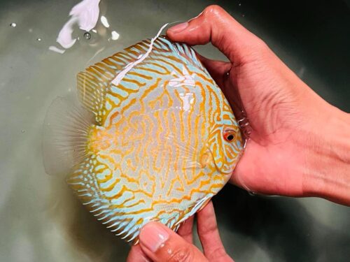 Yellow Tiger 11/12cm BO