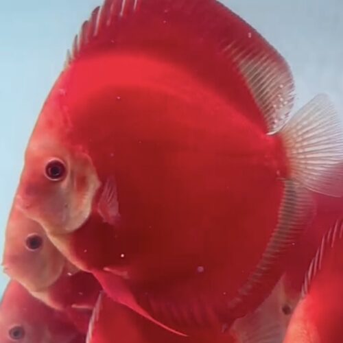 Red Ninja 12/13cm BO - Image 2