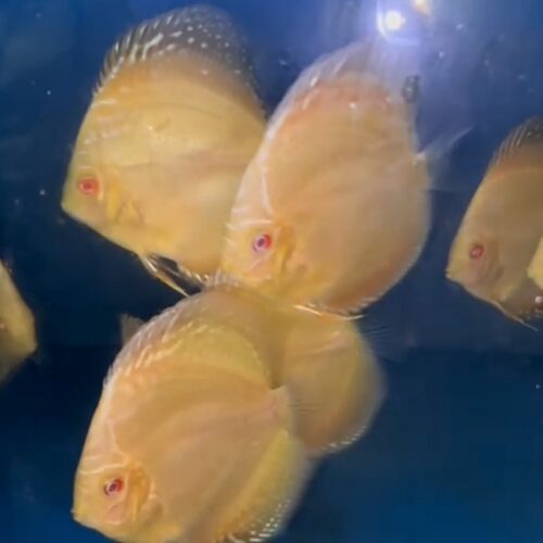 Albino Allencer 8/9cm BO - Image 5