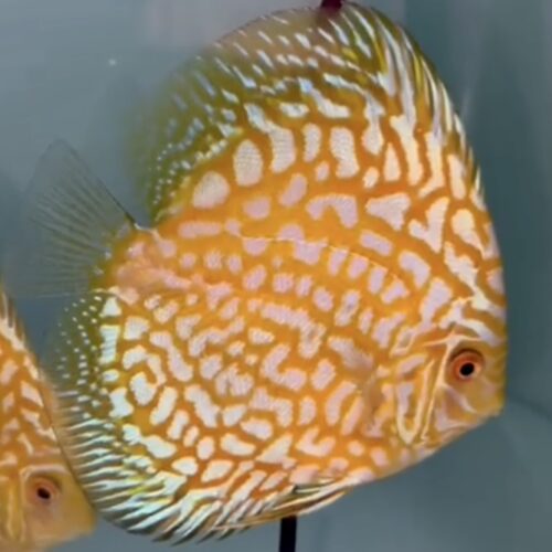 Yellow Eagles 8/9cm BO