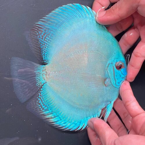 Cobalt 13/14cm BO