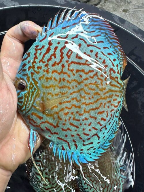 Galaxy Turquoise 11/12cm BO - Image 13