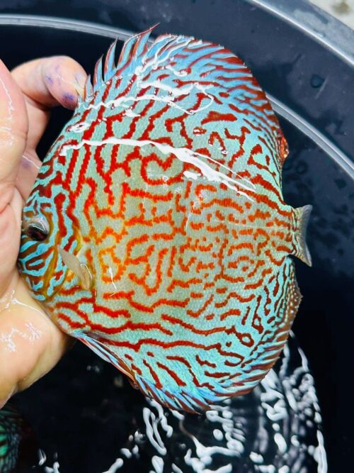 Galaxy Turquoise 11/12cm BO - Image 7