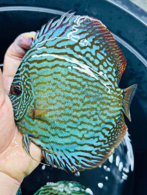 Galaxy Turquoise 11/12cm BO - Image 3