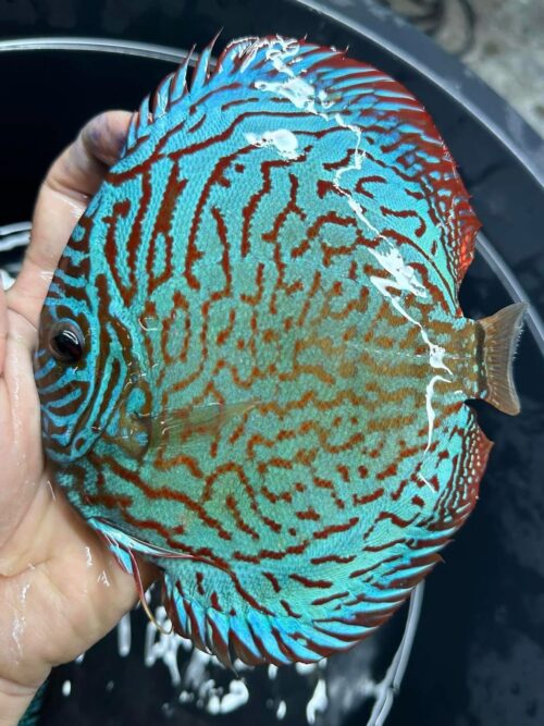 Galaxy Turquoise 11/12cm BO - Image 14