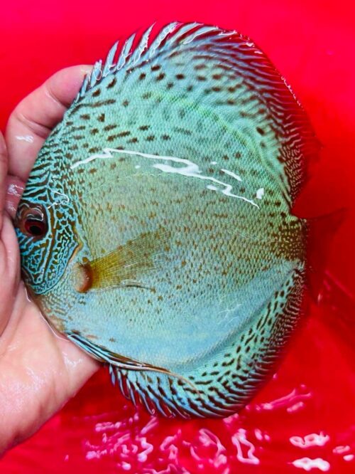 Diamond Snakeskin 12/13cm BO