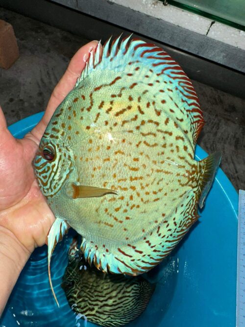 Cobalt 13/14cm BO