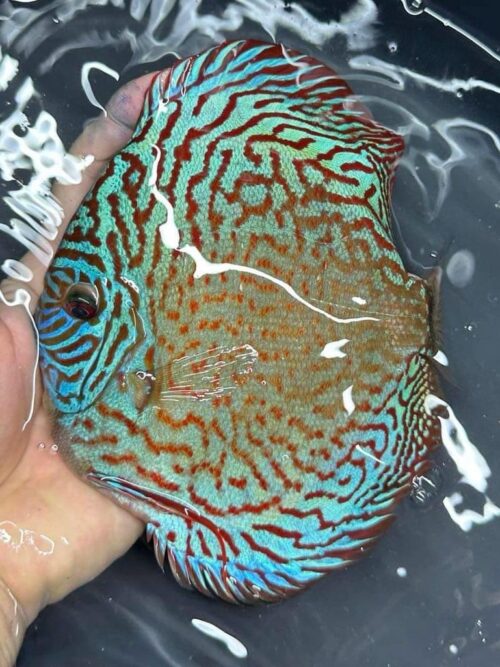 Galaxy Turquoise 11/12cm BO - Image 15