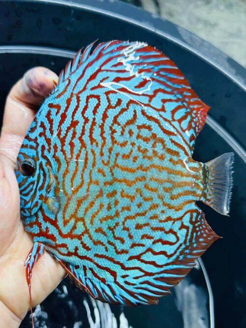 Galaxy Turquoise 11/12cm BO - Image 2
