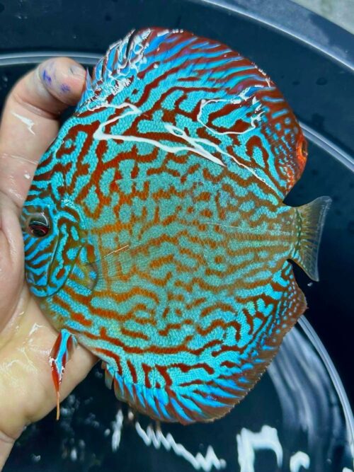 Galaxy Turquoise 11/12cm BO