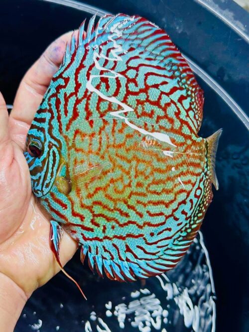 Galaxy Turquoise 11/12cm BO - Image 4