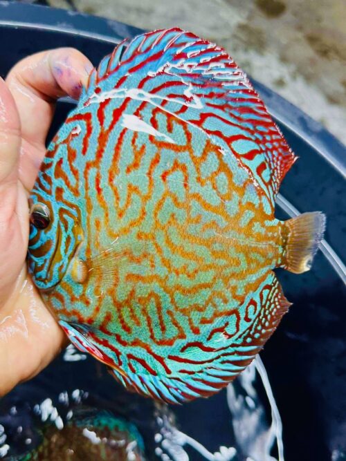 Galaxy Turquoise 11/12cm BO - Image 10