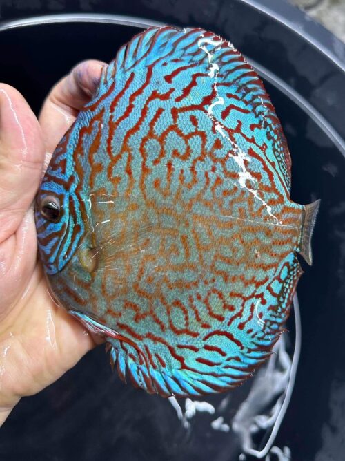 Galaxy Turquoise 11/12cm BO - Image 12
