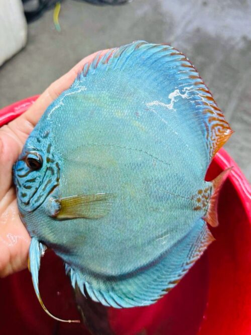 Cobalt 13/14cm BO