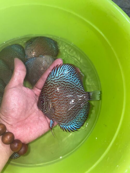 Maze Turquoise 7/8cm BO
