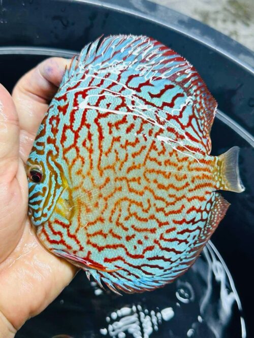 Galaxy Turquoise 11/12cm BO - Image 6