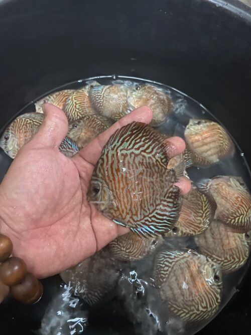 Tiger Turquoise 6/7cm BO