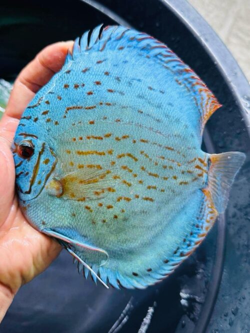 Cobalt 13/14cm BO