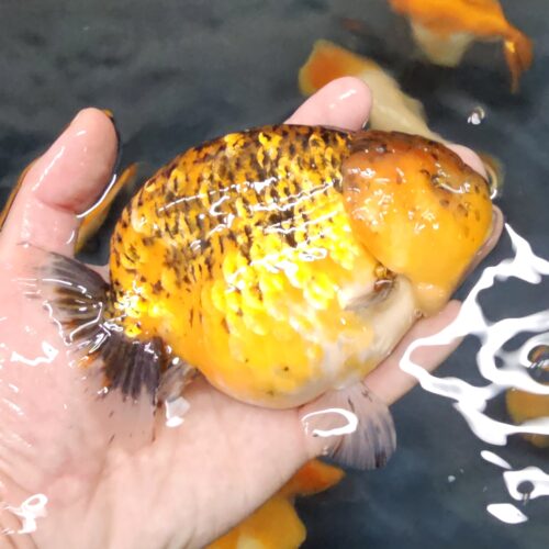 Show Grade 14-15cm Tiger