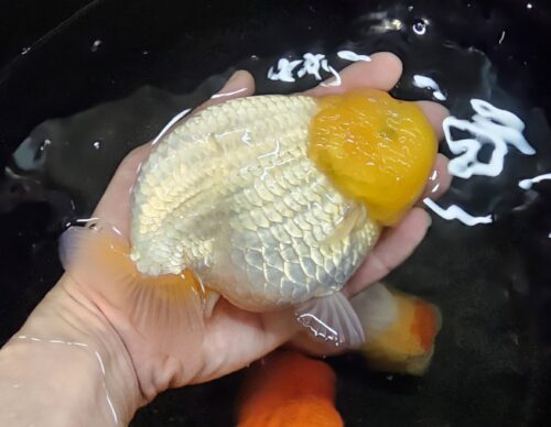 Show Grade 15-16cm Lemonhead