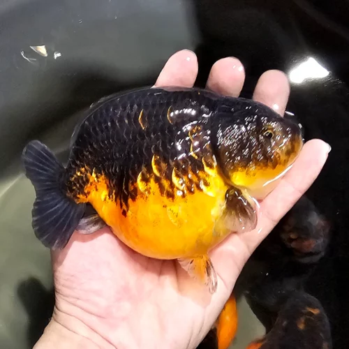 12-13cm Kirin