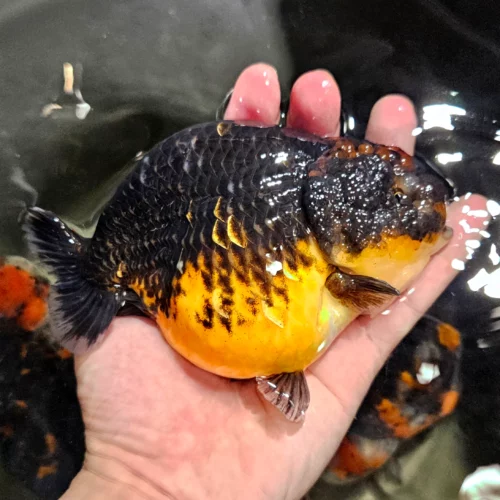 12-13cm Kirin