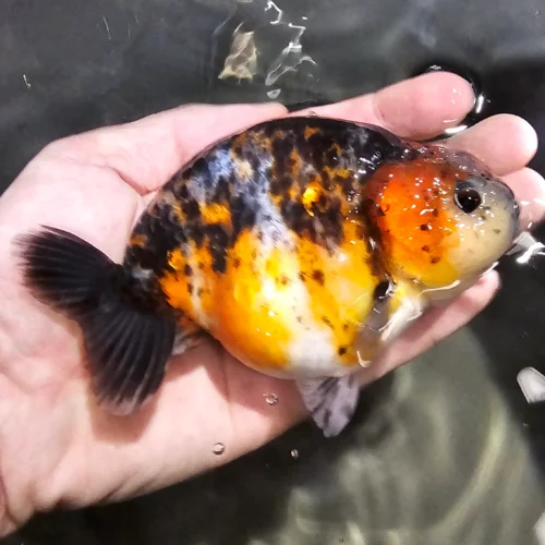 12-13cm Kirin