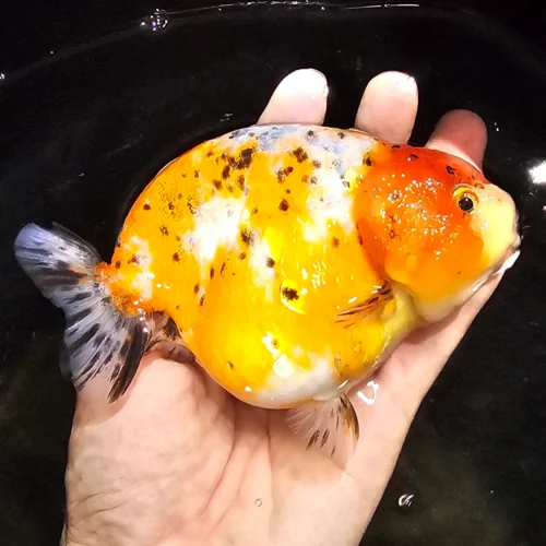 12-13cm Calico