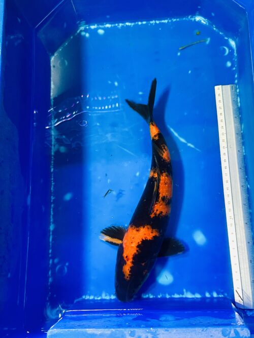 HI-Utsurimono 30-35cm KOI